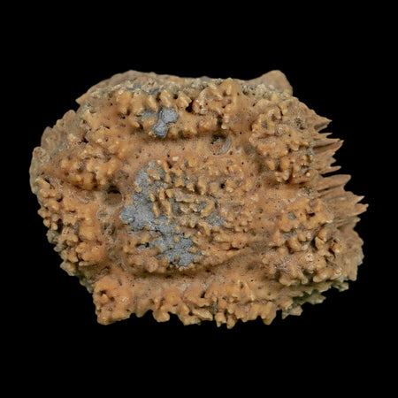 2.1" Glyptodon Fossil Osteoderm Scute Plate Bony Armor Pleistocene Uruguay COA