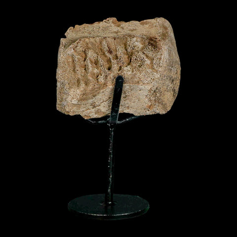 3" Triceratops Fossil Vertebrae Marrow Hell Creek Cretaceous Dinosaur MT COA Stand