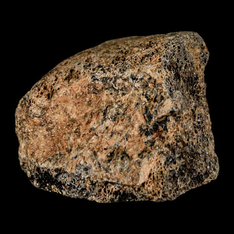 1.8" Hadrosaur Dinosaur Fossil Toe Bone Judith River Formation Montana COA - Fossil Age Minerals