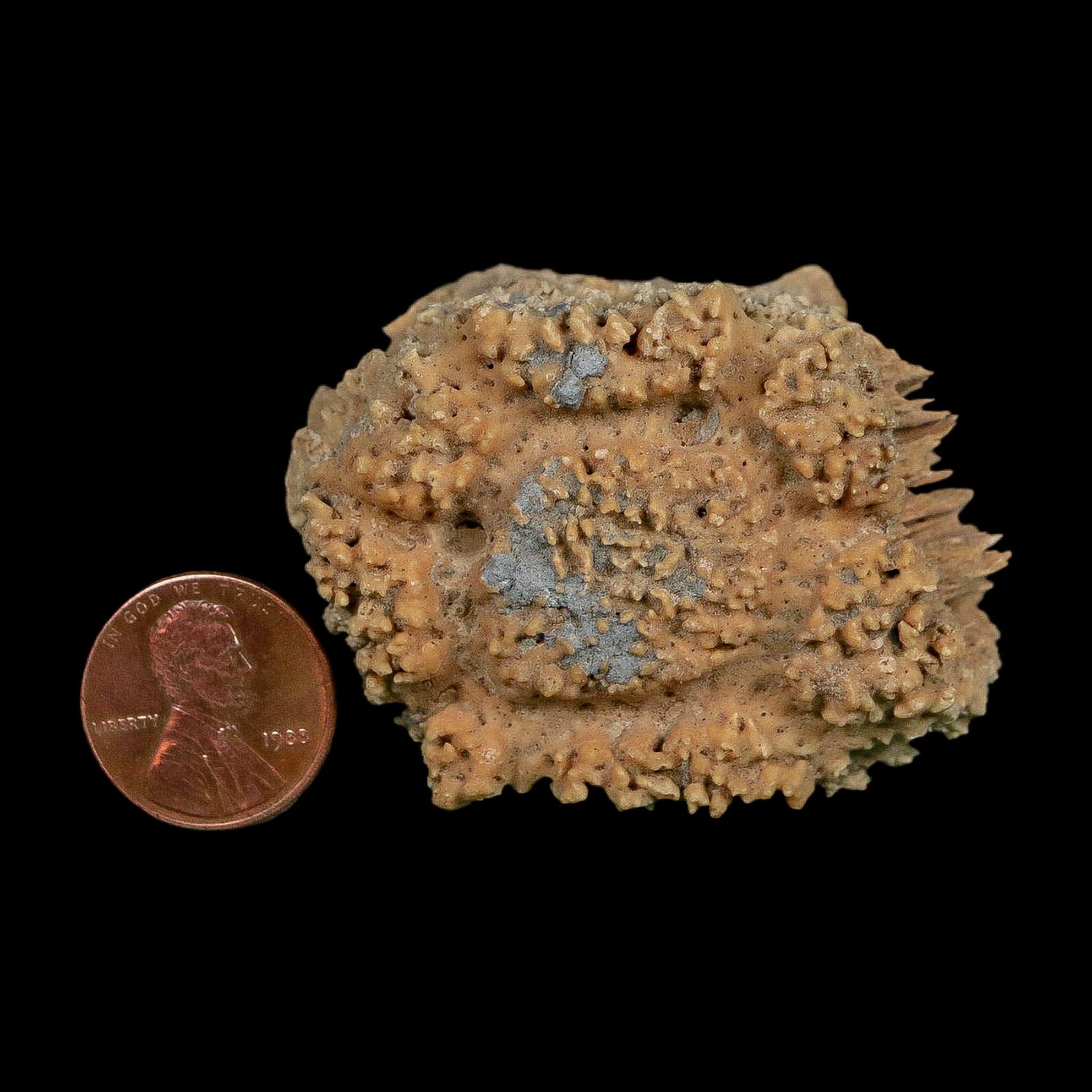 2.1" Glyptodon Fossil Osteoderm Scute Plate Bony Armor Pleistocene Uruguay COA - Fossil Age Minerals