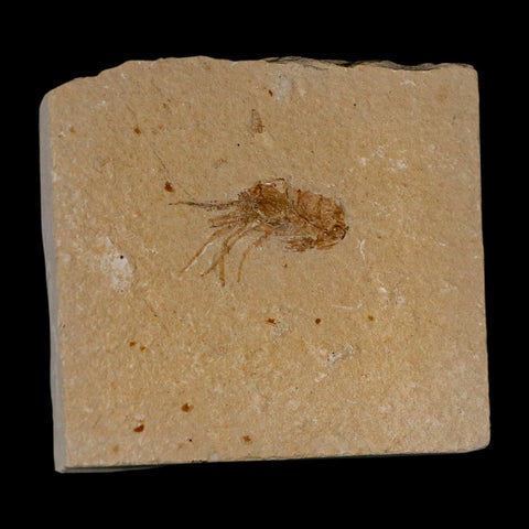 1.4" Fossil Shrimp Carpopenaeus Cretaceous Age 100 Mil Yrs Old Lebanon COA - Fossil Age Minerals