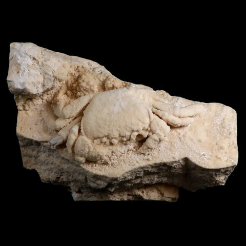 2.9" Potaman Sp Fossil Freshwater Crab In Travertine Denizli Basin Southwest Turkey - Fossil Age Minerals