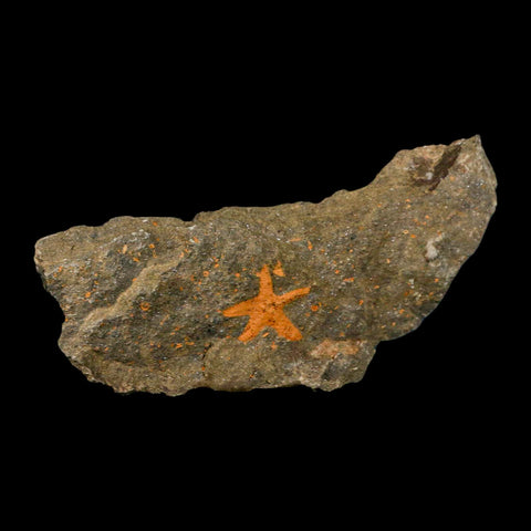 24MM Brittle Star Petraster Starfish Fossil Ordovician Age Blekus Morocco COA - Fossil Age Minerals