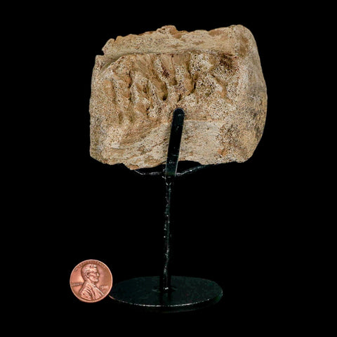 3" Triceratops Fossil Vertebrae Marrow Hell Creek Cretaceous Dinosaur MT COA Stand