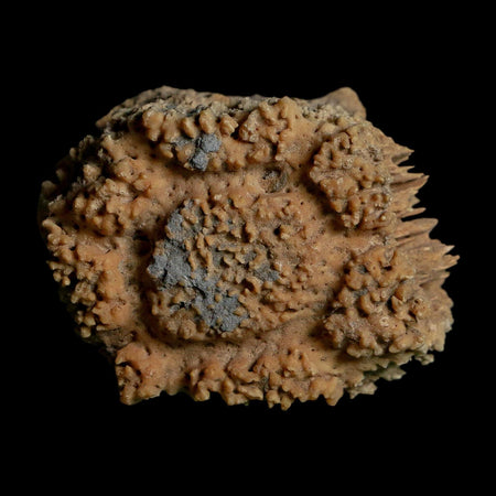 2.1" Glyptodon Fossil Osteoderm Scute Plate Bony Armor Pleistocene Uruguay COA