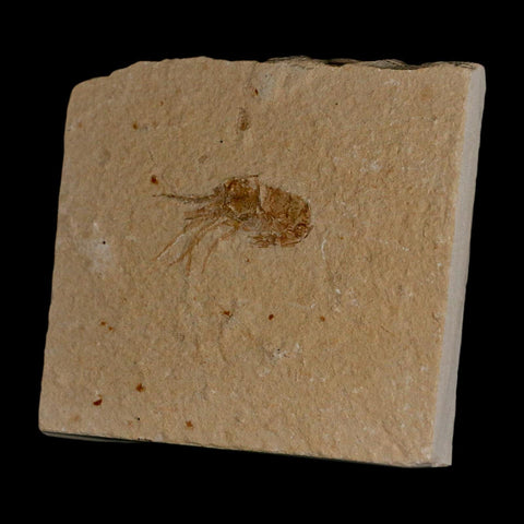 1.4" Fossil Shrimp Carpopenaeus Cretaceous Age 100 Mil Yrs Old Lebanon COA - Fossil Age Minerals