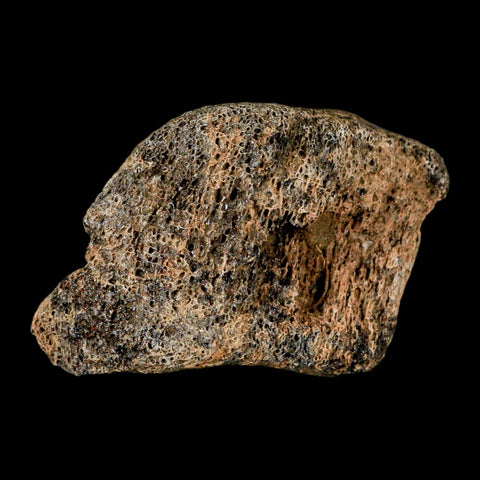 1.8" Hadrosaur Dinosaur Fossil Toe Bone Judith River Formation Montana COA - Fossil Age Minerals