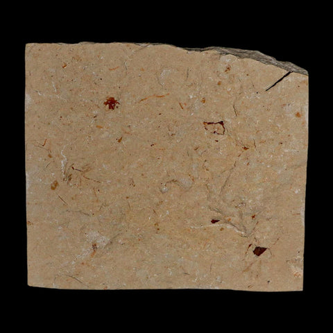 1.4" Fossil Shrimp Carpopenaeus Cretaceous Age 100 Mil Yrs Old Lebanon COA - Fossil Age Minerals