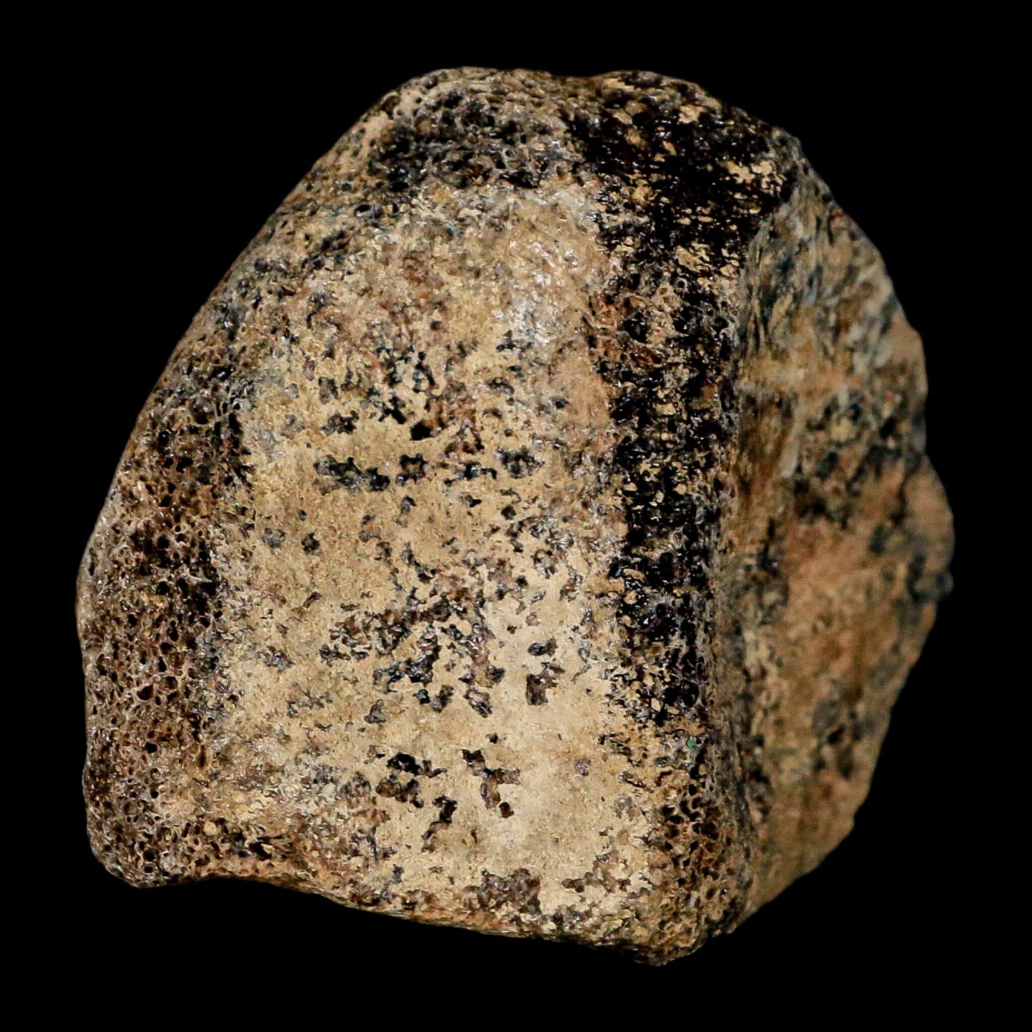 1.8" Hadrosaur Dinosaur Fossil Toe Bone Judith River Formation Montana COA - Fossil Age Minerals