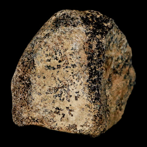 1.8" Hadrosaur Dinosaur Fossil Toe Bone Judith River Formation Montana COA - Fossil Age Minerals