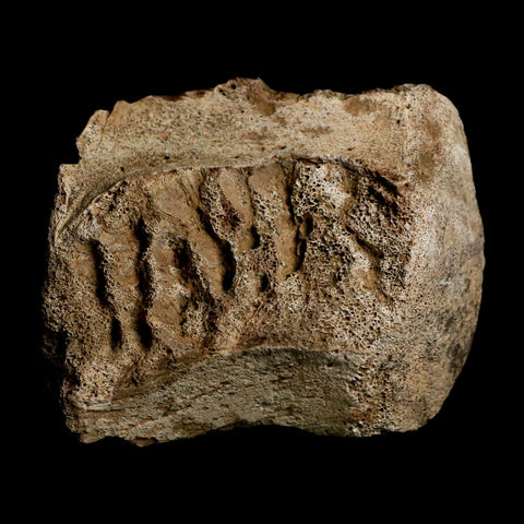 3" Triceratops Fossil Vertebrae Marrow Hell Creek Cretaceous Dinosaur MT COA Stand