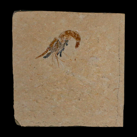 1.3" Fossil Shrimp Carpopenaeus Cretaceous Age 100 Mil Yrs Old Lebanon COA - Fossil Age Minerals