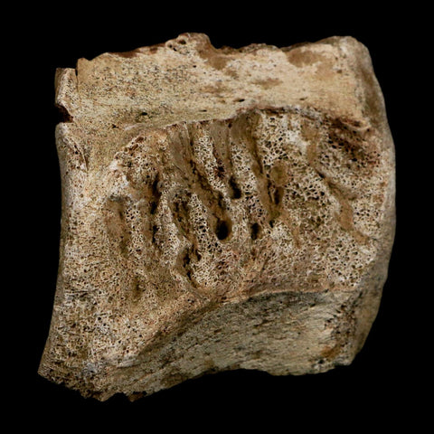 3" Triceratops Fossil Vertebrae Marrow Hell Creek Cretaceous Dinosaur MT COA Stand