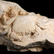2.9" Potaman Sp Fossil Freshwater Crab In Travertine Denizli Basin Southwest Turkey