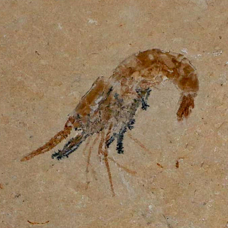 1.3" Fossil Shrimp Carpopenaeus Cretaceous Age 100 Mil Yrs Old Lebanon COA
