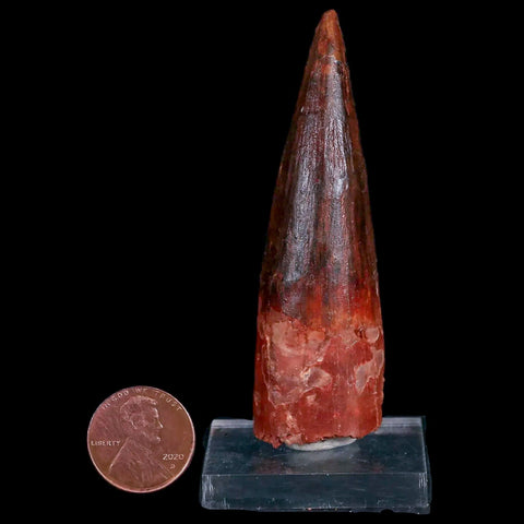 XL 3" Spinosaurus Fossil Tooth 100 Mil Yrs Old Cretaceous Dinosaur COA & Stand - Fossil Age Minerals