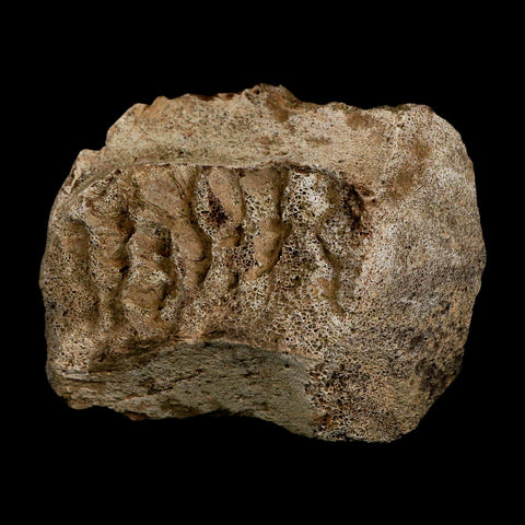 3" Triceratops Fossil Vertebrae Marrow Hell Creek Cretaceous Dinosaur MT COA Stand