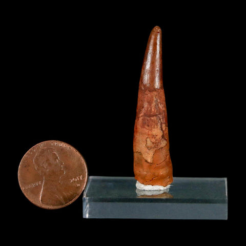 XL 1.7" Pterosaur Coloborhynchus Fossil Tooth Upper Cretaceous Morocco COA & Display - Fossil Age Minerals