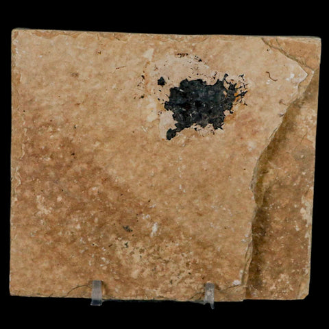 2.2" Diplomystus Dentatus Fossil Fish Green River FM WY Eocene Age COA, Stand - Fossil Age Minerals