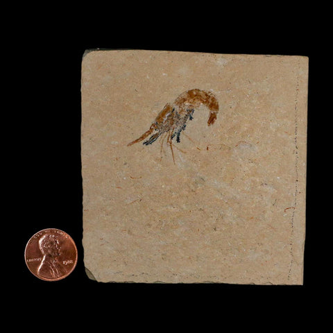 1.3" Fossil Shrimp Carpopenaeus Cretaceous Age 100 Mil Yrs Old Lebanon COA - Fossil Age Minerals