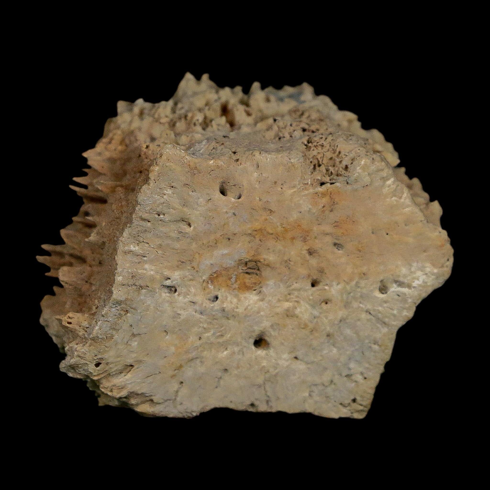 2.1" Glyptodon Fossil Osteoderm Scute Plate Bony Armor Pleistocene Uruguay COA - Fossil Age Minerals