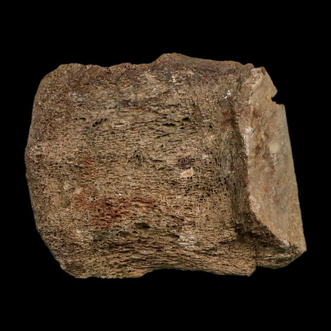 3" Triceratops Fossil Vertebrae Marrow Hell Creek Cretaceous Dinosaur MT COA Stand