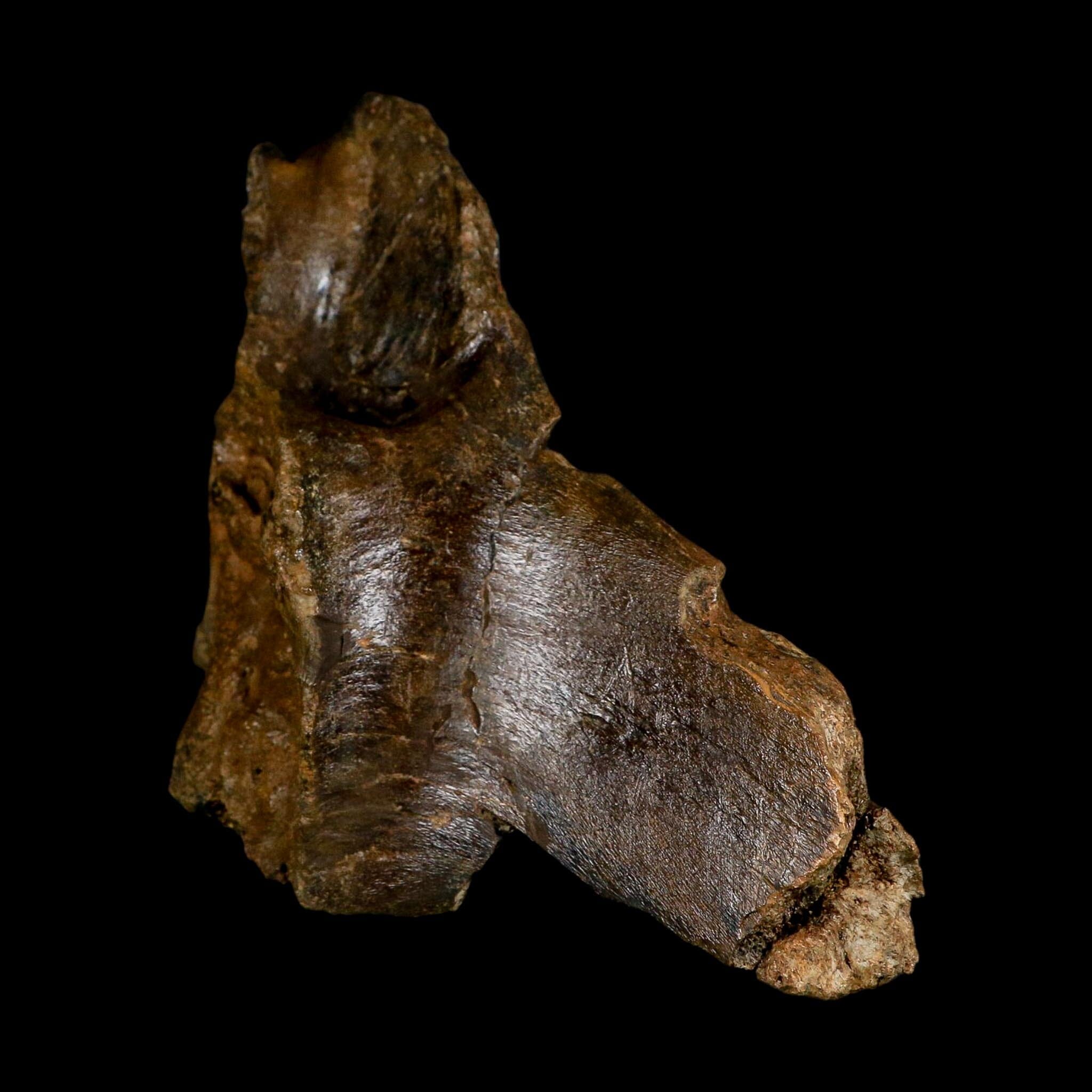 6" Corythosaurus Fossil Vertebrae Process Bone Judith River FM Cretaceous Dinosaur MT