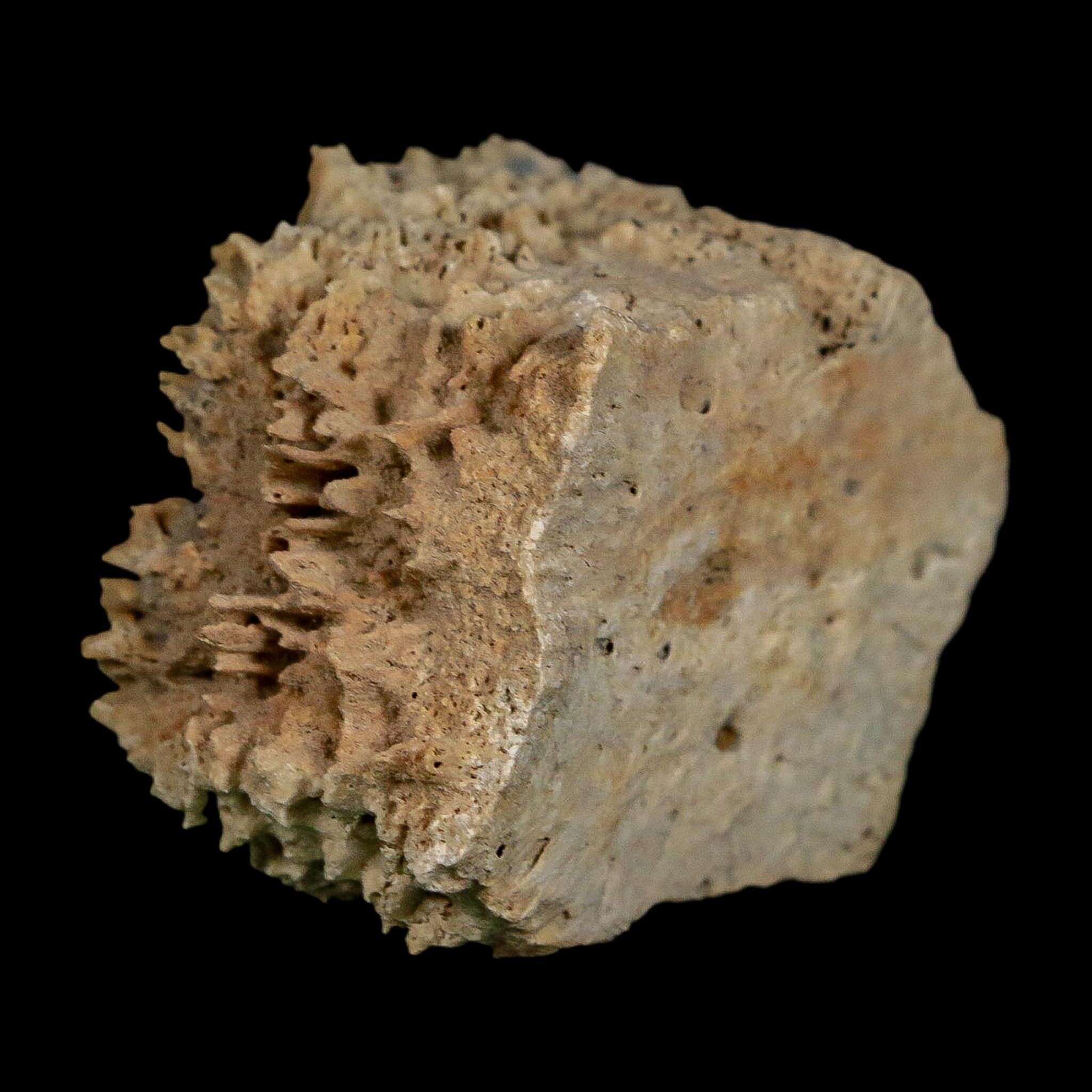 2.1" Glyptodon Fossil Osteoderm Scute Plate Bony Armor Pleistocene Uruguay COA - Fossil Age Minerals