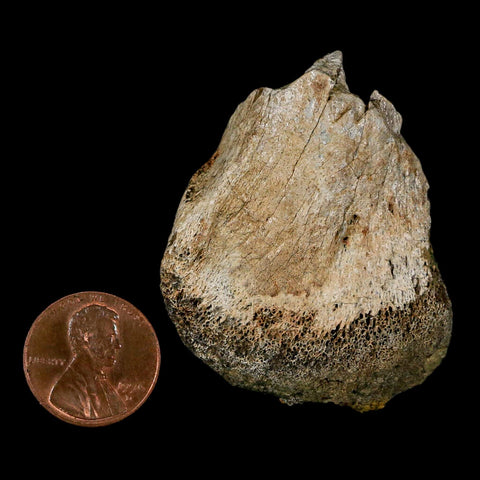 1.9" Brachylophosaurus Fossil Limb Bone Cretaceous Dinosaur Judith River FM MT COA - Fossil Age Minerals