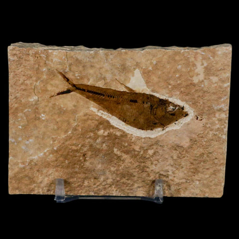 2.2" Diplomystus Dentatus Fossil Fish Green River FM WY Eocene Age COA, Stand - Fossil Age Minerals