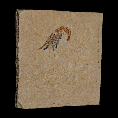 1.3" Fossil Shrimp Carpopenaeus Cretaceous Age 100 Mil Yrs Old Lebanon COA - Fossil Age Minerals