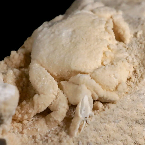 2.9" Potaman Sp Fossil Freshwater Crab In Travertine Denizli Basin Southwest Turkey - Fossil Age Minerals