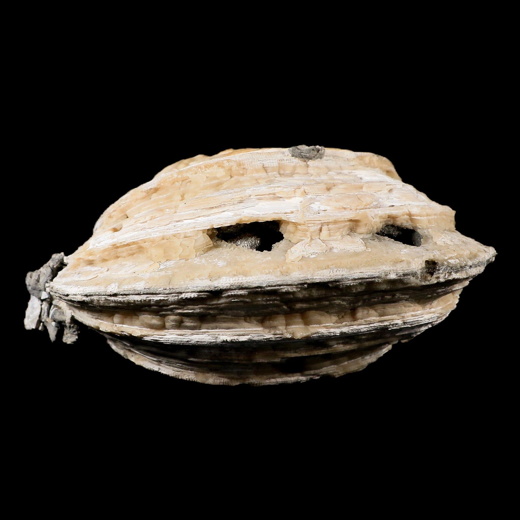 5.4" Mercenaria Permagna Clam Fossil Golden Calcite Crystal Rucks Pit Florida - Fossil Age Minerals