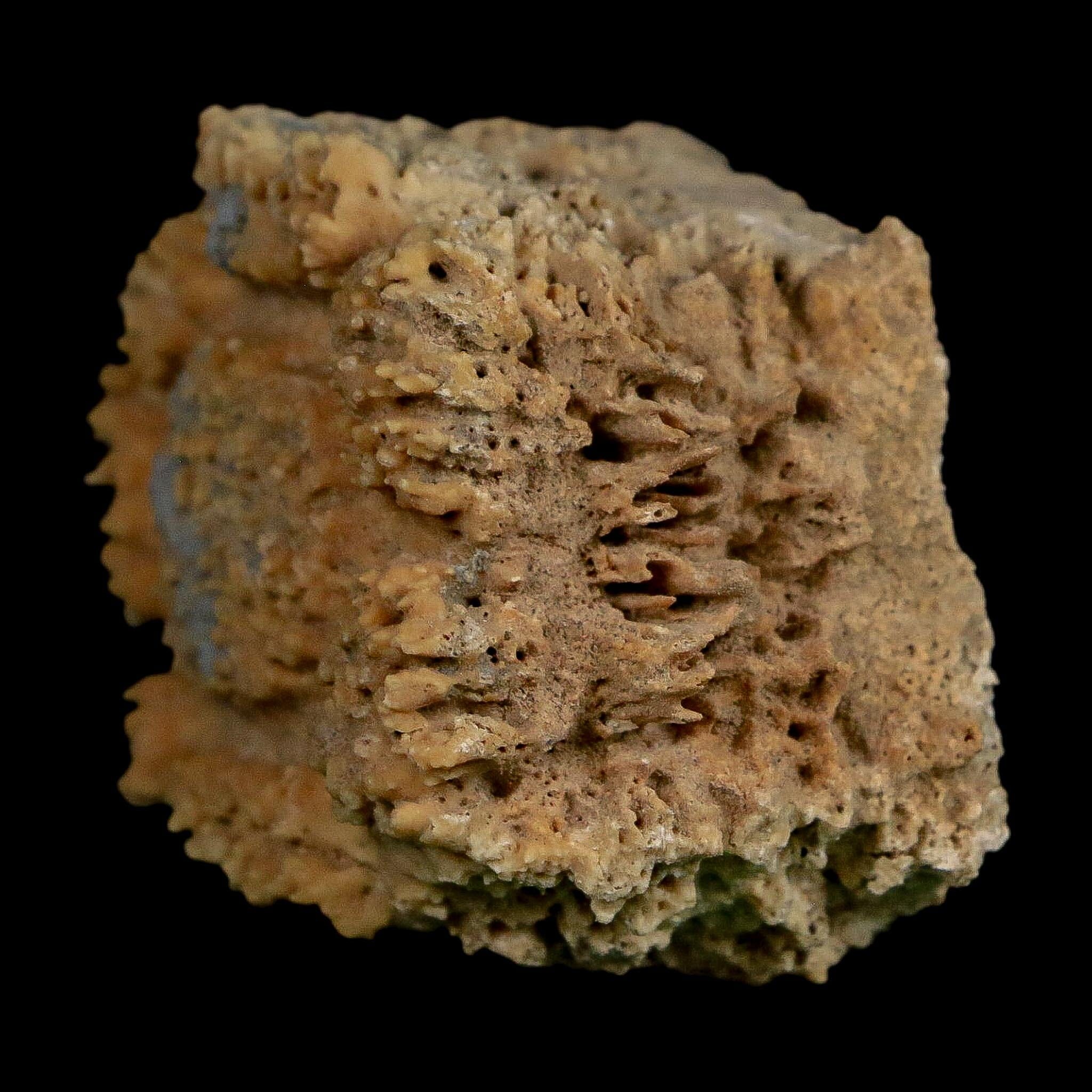 2.1" Glyptodon Fossil Osteoderm Scute Plate Bony Armor Pleistocene Uruguay COA - Fossil Age Minerals