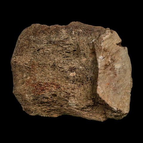 3" Triceratops Fossil Vertebrae Marrow Hell Creek Cretaceous Dinosaur MT COA Stand