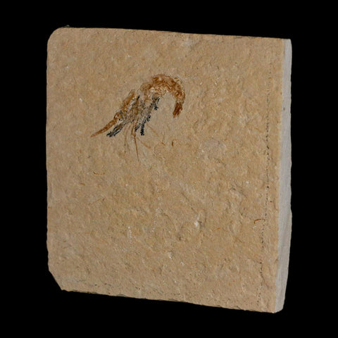 1.3" Fossil Shrimp Carpopenaeus Cretaceous Age 100 Mil Yrs Old Lebanon COA - Fossil Age Minerals