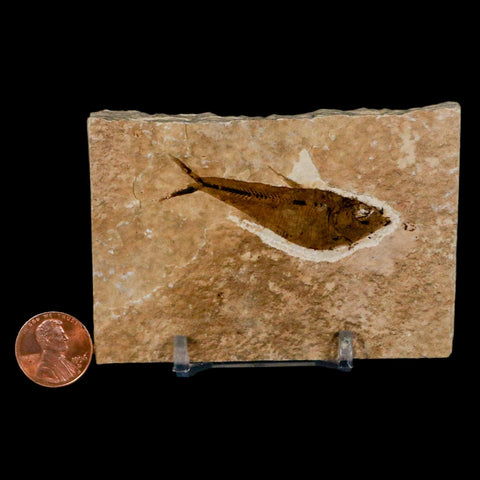 2.2" Diplomystus Dentatus Fossil Fish Green River FM WY Eocene Age COA, Stand - Fossil Age Minerals