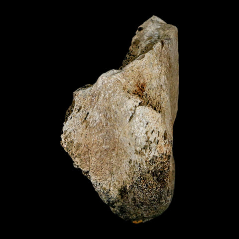 1.9" Brachylophosaurus Fossil Limb Bone Cretaceous Dinosaur Judith River FM MT COA - Fossil Age Minerals