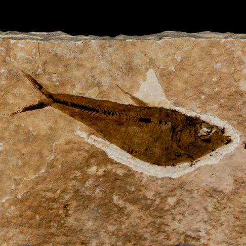 2.2" Diplomystus Dentatus Fossil Fish Green River FM WY Eocene Age COA, Stand - Fossil Age Minerals