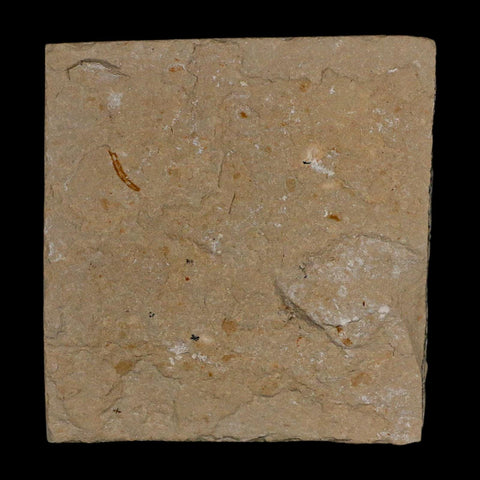1.3" Fossil Shrimp Carpopenaeus Cretaceous Age 100 Mil Yrs Old Lebanon COA - Fossil Age Minerals