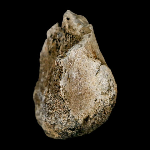 1.9" Brachylophosaurus Fossil Limb Bone Cretaceous Dinosaur Judith River FM MT COA - Fossil Age Minerals