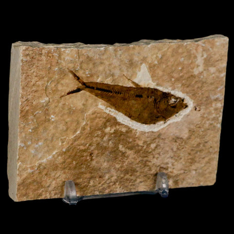 2.2" Diplomystus Dentatus Fossil Fish Green River FM WY Eocene Age COA, Stand - Fossil Age Minerals
