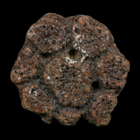2" Glyptodon Fossil Osteoderm Scute Plate Bony Armor Pleistocene Uruguay COA