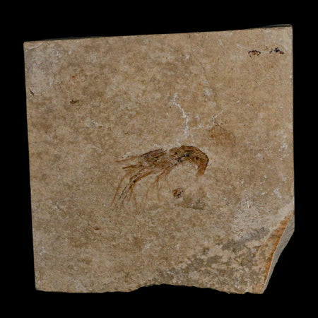 1" Fossil Shrimp Carpopenaeus Cretaceous Age 100 Mil Yrs Old Lebanon COA