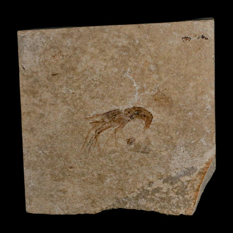1" Fossil Shrimp Carpopenaeus Cretaceous Age 100 Mil Yrs Old Lebanon COA - Fossil Age Minerals