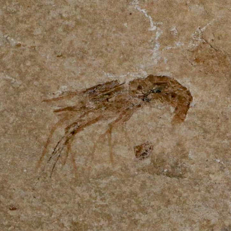 1" Fossil Shrimp Carpopenaeus Cretaceous Age 100 Mil Yrs Old Lebanon COA