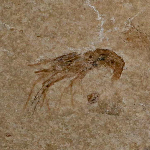 1" Fossil Shrimp Carpopenaeus Cretaceous Age 100 Mil Yrs Old Lebanon COA - Fossil Age Minerals