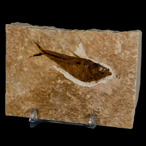 2.2" Diplomystus Dentatus Fossil Fish Green River FM WY Eocene Age COA, Stand - Fossil Age Minerals