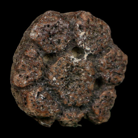 2" Glyptodon Fossil Osteoderm Scute Plate Bony Armor Pleistocene Uruguay COA