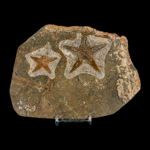 2 Two Brittlestar Petraster Starfish Fossil Ordovician Age Blekus Morocco COA Stand - Fossil Age Minerals